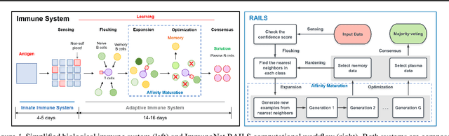 Figure 1 for Immuno-mimetic Deep Neural Networks (Immuno-Net)