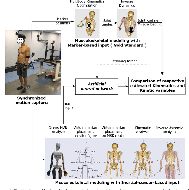 Figure 1 for Machine Learning for Optical Motion Capture-driven Musculoskeletal Modeling from Inertial Motion Capture Data