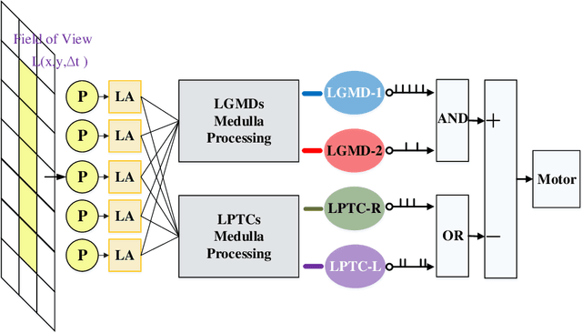 Figure 2 for Complementary Visual Neuronal Systems Model for Collision Sensing