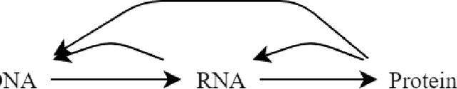 Figure 3 for An Artificial Chemistry Implementation of a Gene Regulatory Network
