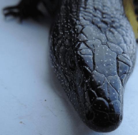 Figure 1 for Semi-Supervised Recognition of the Diploglossus Millepunctatus Lizard Species using Artificial Vision Algorithms