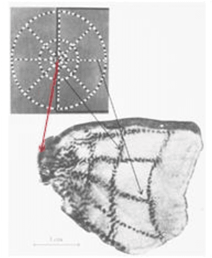 Figure 3 for Mysteries of Visual Experience