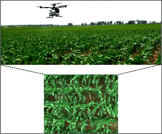 Figure 4 for Computer Vision for Volunteer Cotton Detection in a Corn Field with UAS Remote Sensing Imagery and Spot Spray Applications