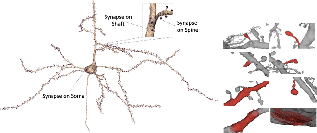 Figure 1 for Automated Neuron Shape Analysis from Electron Microscopy