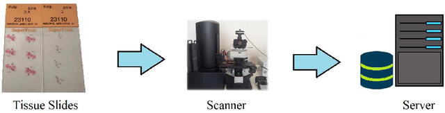 Figure 4 for A Whole Slide Image Grading Benchmark and Tissue Classification for Cervical Cancer Precursor Lesions with Inter-Observer Variability