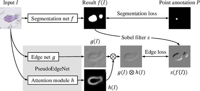 Figure 1 for PseudoEdgeNet: Nuclei Segmentation only with Point Annotations