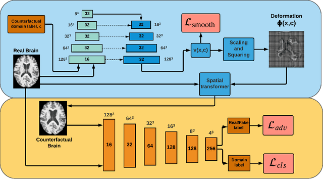 Figure 1 for Equitable modelling of brain imaging by counterfactual augmentation with morphologically constrained 3D deep generative models