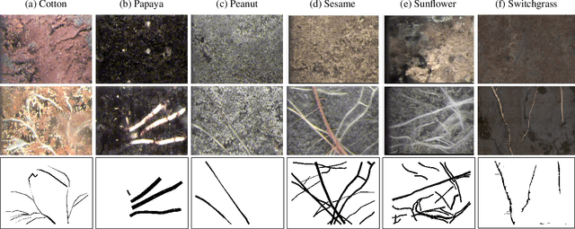 Figure 3 for PRMI: A Dataset of Minirhizotron Images for Diverse Plant Root Study