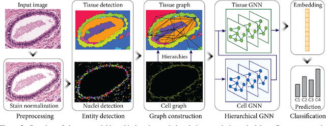 Figure 2 for Hierarchical Graph Representations in Digital Pathology