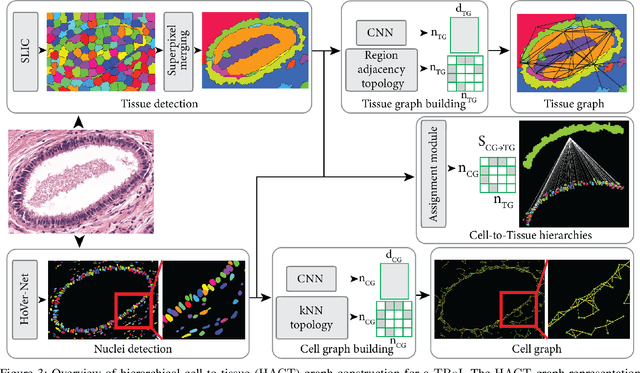 Figure 3 for Hierarchical Cell-to-Tissue Graph Representations for Breast Cancer Subtyping in Digital Pathology