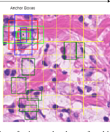 Figure 2 for SRPN: similarity-based region proposal networks for nuclei and cells detection in histology images