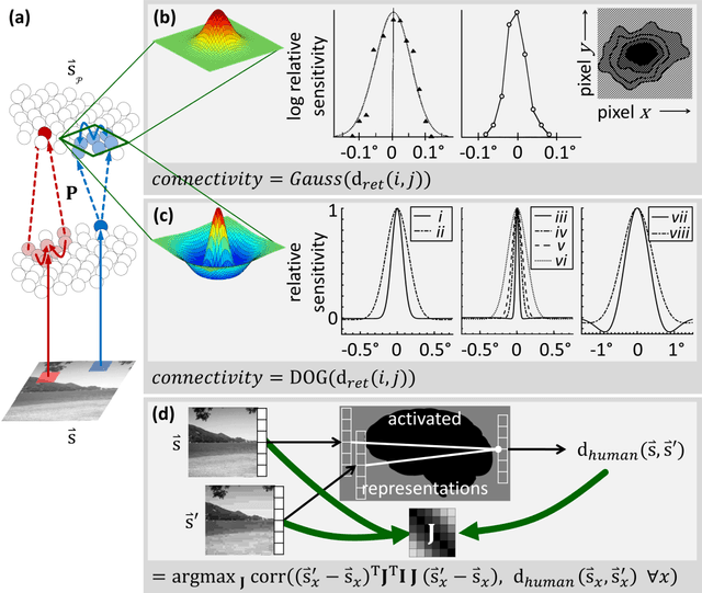 Figure 4 for Visual stream connectivity predicts assessments of image quality