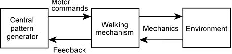 Figure 4 for Evolution of central pattern generators for the control of a five-link bipedal walking mechanism