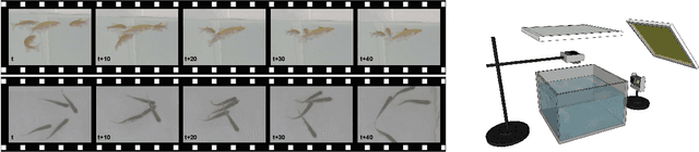 Figure 3 for 3D-ZeF: A 3D Zebrafish Tracking Benchmark Dataset