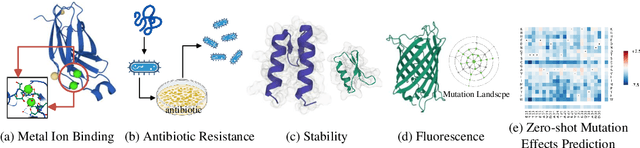 Figure 3 for Exploring evolution-based & -free protein language models as protein function predictors