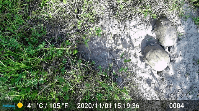 Figure 3 for An Image Processing Pipeline for Camera Trap Time-Lapse Recordings