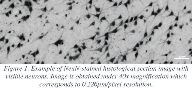 Figure 1 for Automatic Detection of Neurons in NeuN-stained Histological Images of Human Brain