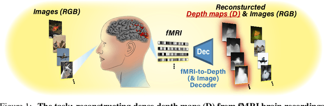 Figure 1 for More than meets the eye: Self-supervised depth reconstruction from brain activity