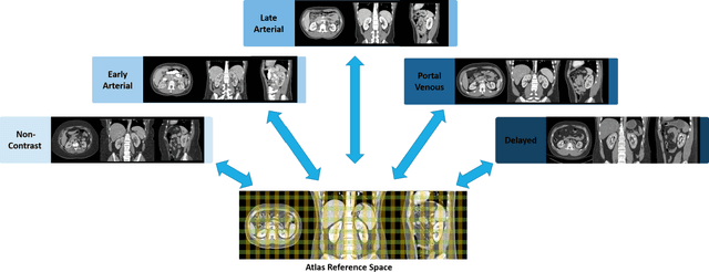 Figure 1 for Multi-Contrast Computed Tomography Healthy Kidney Atlas