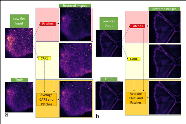 Figure 3 for Deep machine learning-assisted multiphoton microscopy to reduce light exposure and expedite imaging