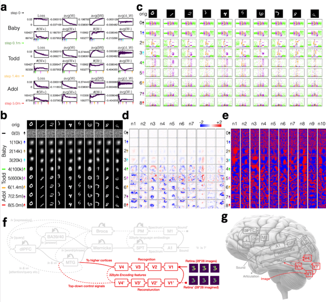 Figure 1 for Visualizing and Understanding Vision System