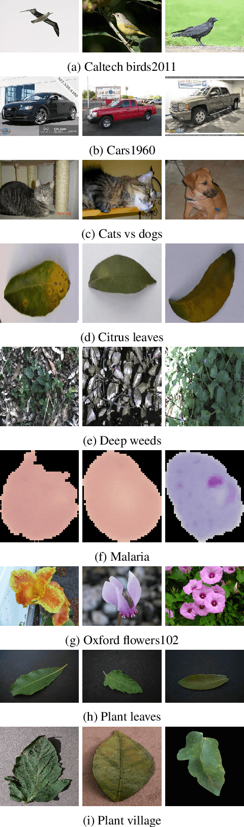 Figure 2 for Fusion of CNNs and statistical indicators to improve image classification