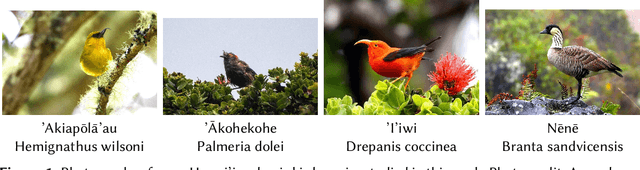 Figure 1 for Few-shot Long-Tailed Bird Audio Recognition