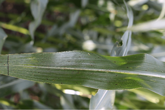 Figure 1 for Leaf Tar Spot Detection Using RGB Images