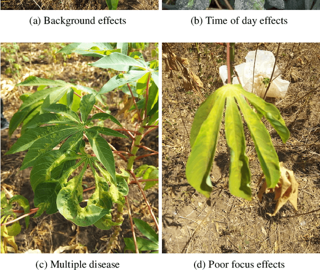 Figure 2 for iCassava 2019Fine-Grained Visual Categorization Challenge