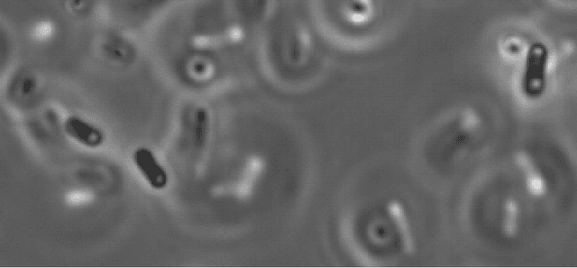 Figure 1 for Automated Characterization of Catalytically Active Inclusion Body Production in Biotechnological Screening Systems