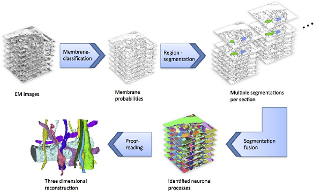 Figure 2 for Large-Scale Automatic Reconstruction of Neuronal Processes from Electron Microscopy Images