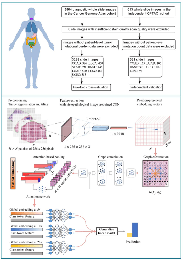 Figure 2 for Pan-cancer computational histopathology reveals tumor mutational burden status through weakly-supervised deep learning
