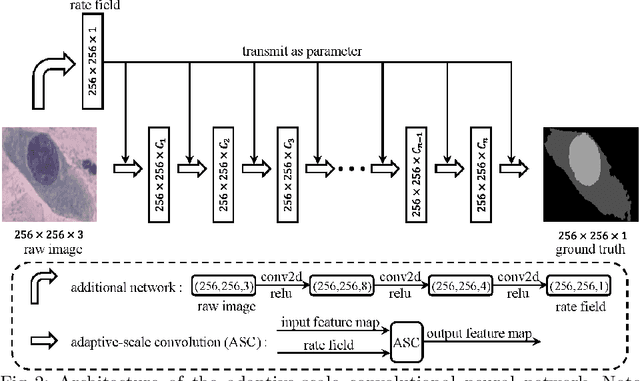 Figure 2 for ASCNet: Adaptive-Scale Convolutional Neural Networks for Multi-Scale Feature Learning