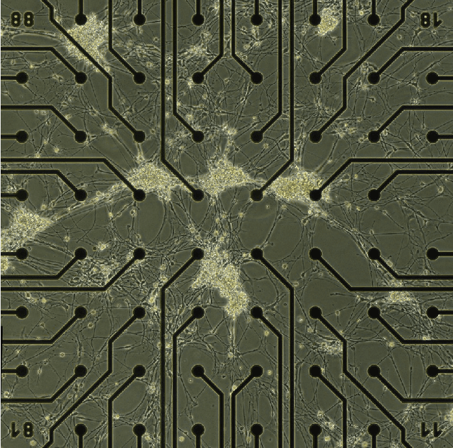 Figure 1 for DeepTEGINN: Deep Learning Based Tools to Extract Graphs from Images of Neural Networks