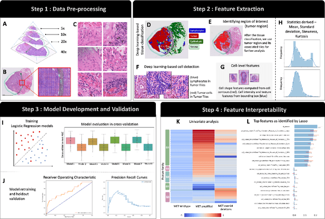 Figure 2 for Imaging-based histological features are predictive of MET alterations in Non-Small Cell Lung Cancer