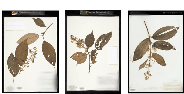 Figure 3 for The Herbarium Challenge 2019 Dataset