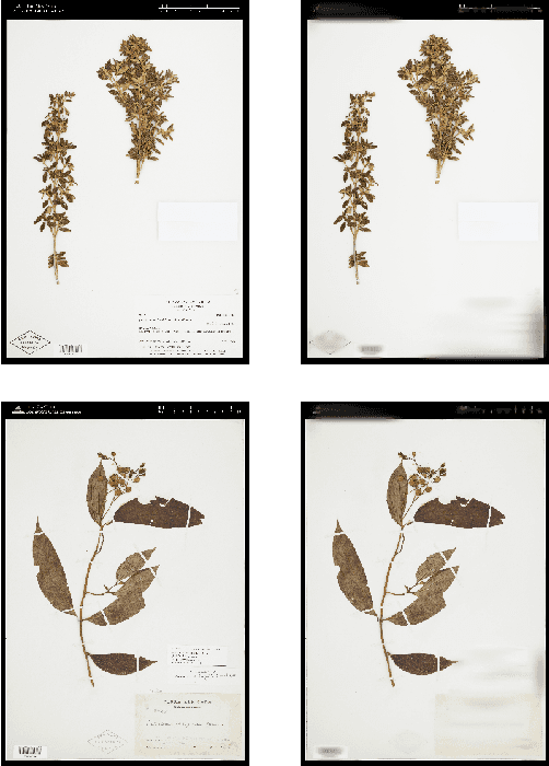 Figure 4 for The Herbarium Challenge 2019 Dataset