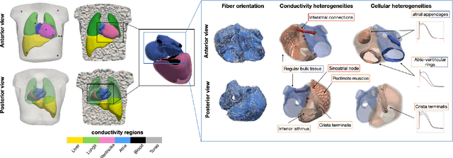 Figure 1 for Comparison of propagation models and forward calculation methods on cellular, tissue and organ scale atrial electrophysiology