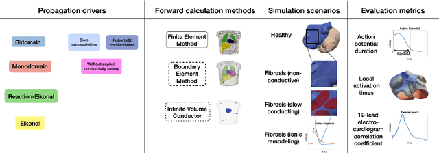 Figure 4 for Comparison of propagation models and forward calculation methods on cellular, tissue and organ scale atrial electrophysiology