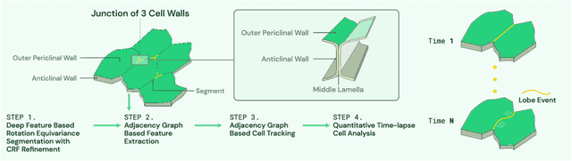 Figure 1 for Deep Learning Enabled Time-Lapse 3D Cell Analysis