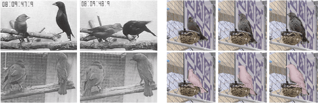 Figure 1 for 3D Bird Reconstruction: a Dataset, Model, and Shape Recovery from a Single View