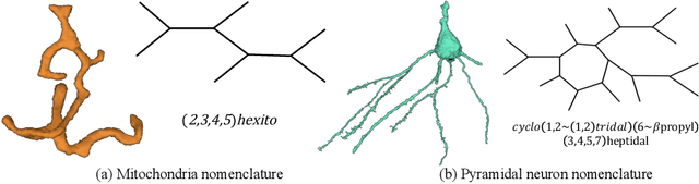 Figure 1 for A Topological Nomenclature for 3D Shape Analysis in Connectomics