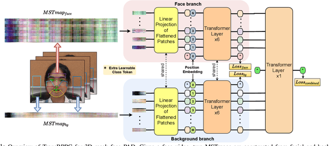 Figure 1 for TransRPPG: Remote Photoplethysmography Transformer for 3D Mask Face Presentation Attack Detection
