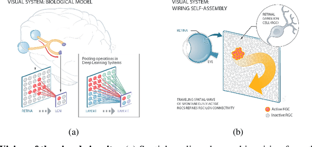 Figure 1 for Neural networks grown and self-organized by noise