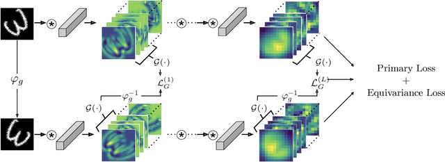 Figure 3 for Implicit Equivariance in Convolutional Networks