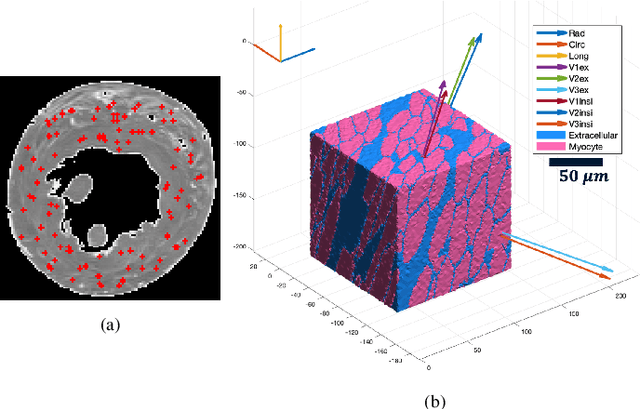 Figure 4 for Three-dimensional micro-structurally informed in silico myocardium -- towards virtual imaging trials in cardiac diffusion weighted MRI