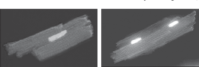 Figure 1 for Three-dimensional micro-structurally informed in silico myocardium -- towards virtual imaging trials in cardiac diffusion weighted MRI