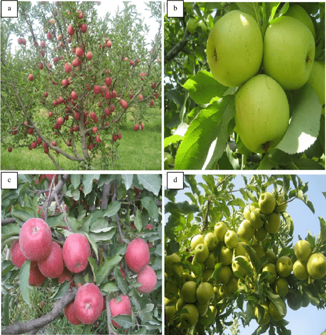 Figure 1 for Design of an Intelligent Vision Algorithm for Recognition and Classification of Apples in an Orchard Scene