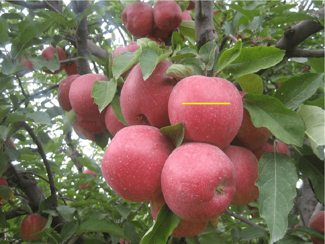 Figure 2 for Design of an Intelligent Vision Algorithm for Recognition and Classification of Apples in an Orchard Scene