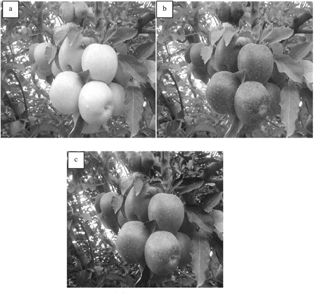 Figure 4 for Design of an Intelligent Vision Algorithm for Recognition and Classification of Apples in an Orchard Scene